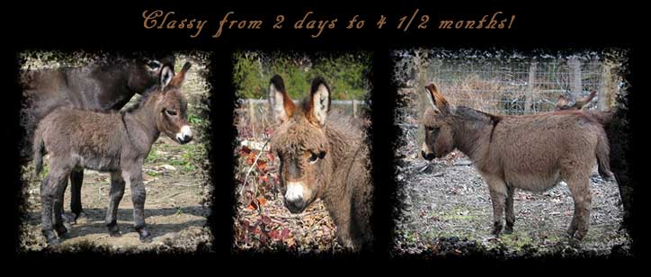 Critter Haven Farm Miniature Donkeys